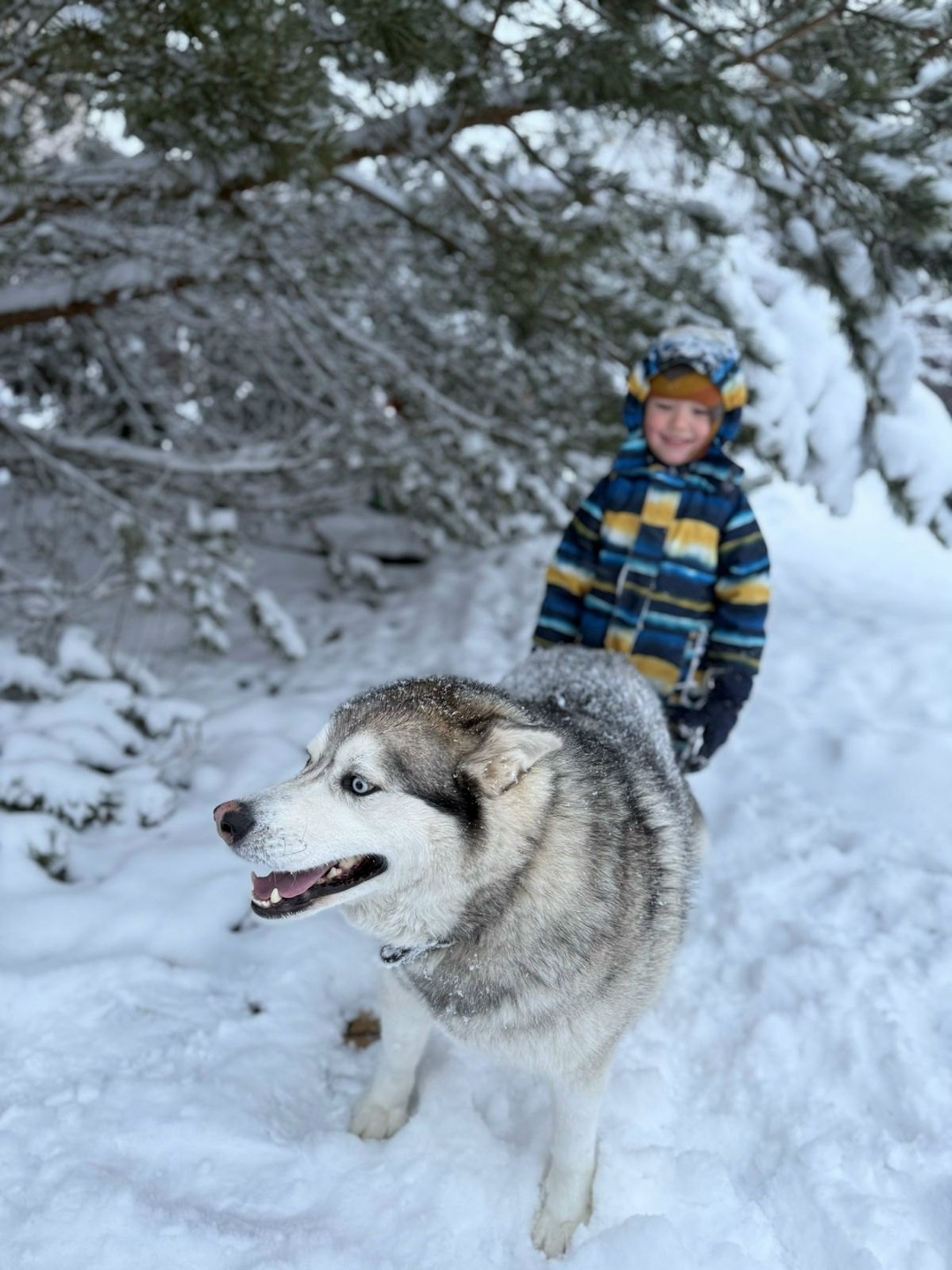 Пропала собака в Дмитрове — фото объявления