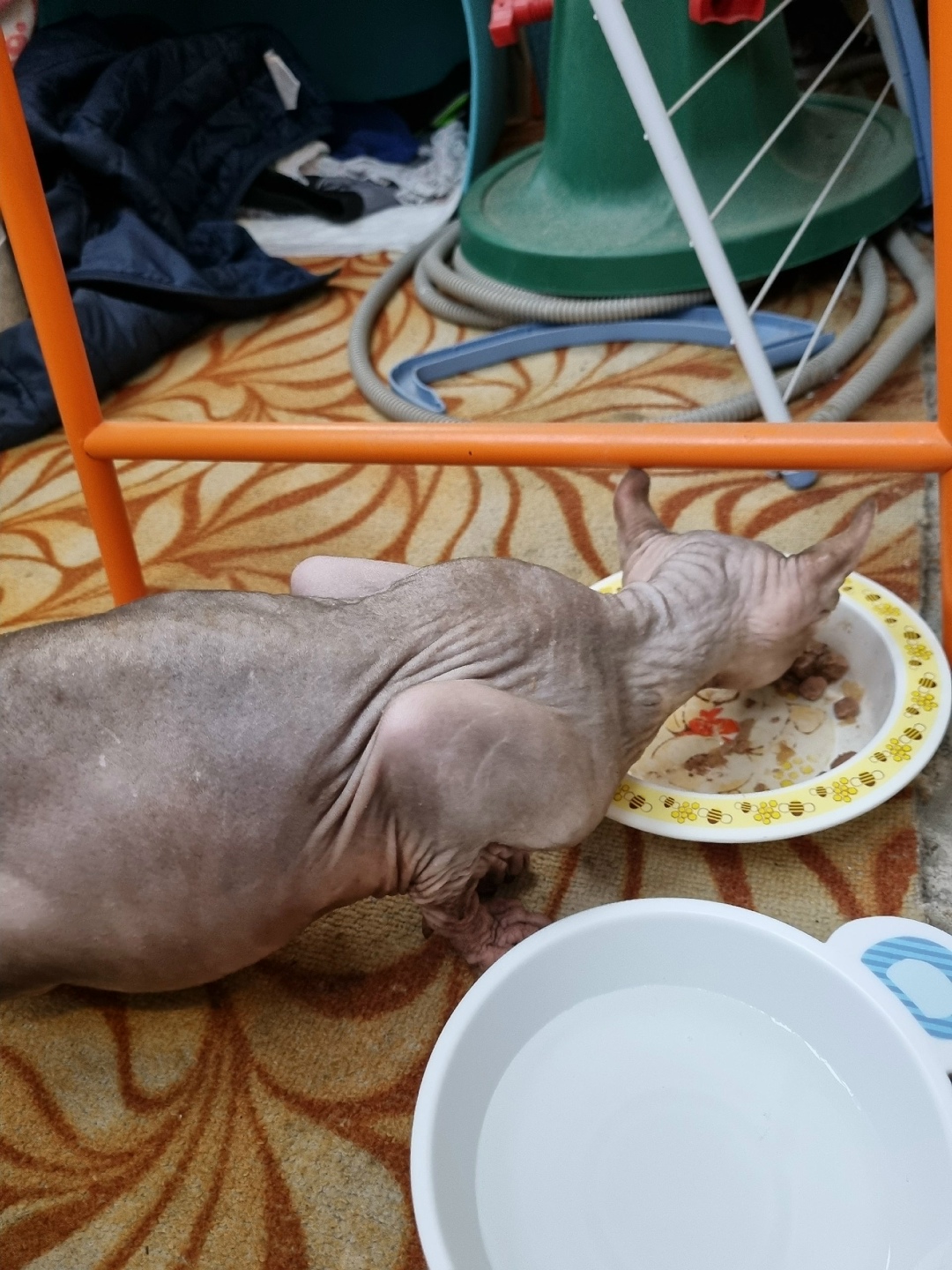 Найдена кошка в Дмитрове — фото объявления