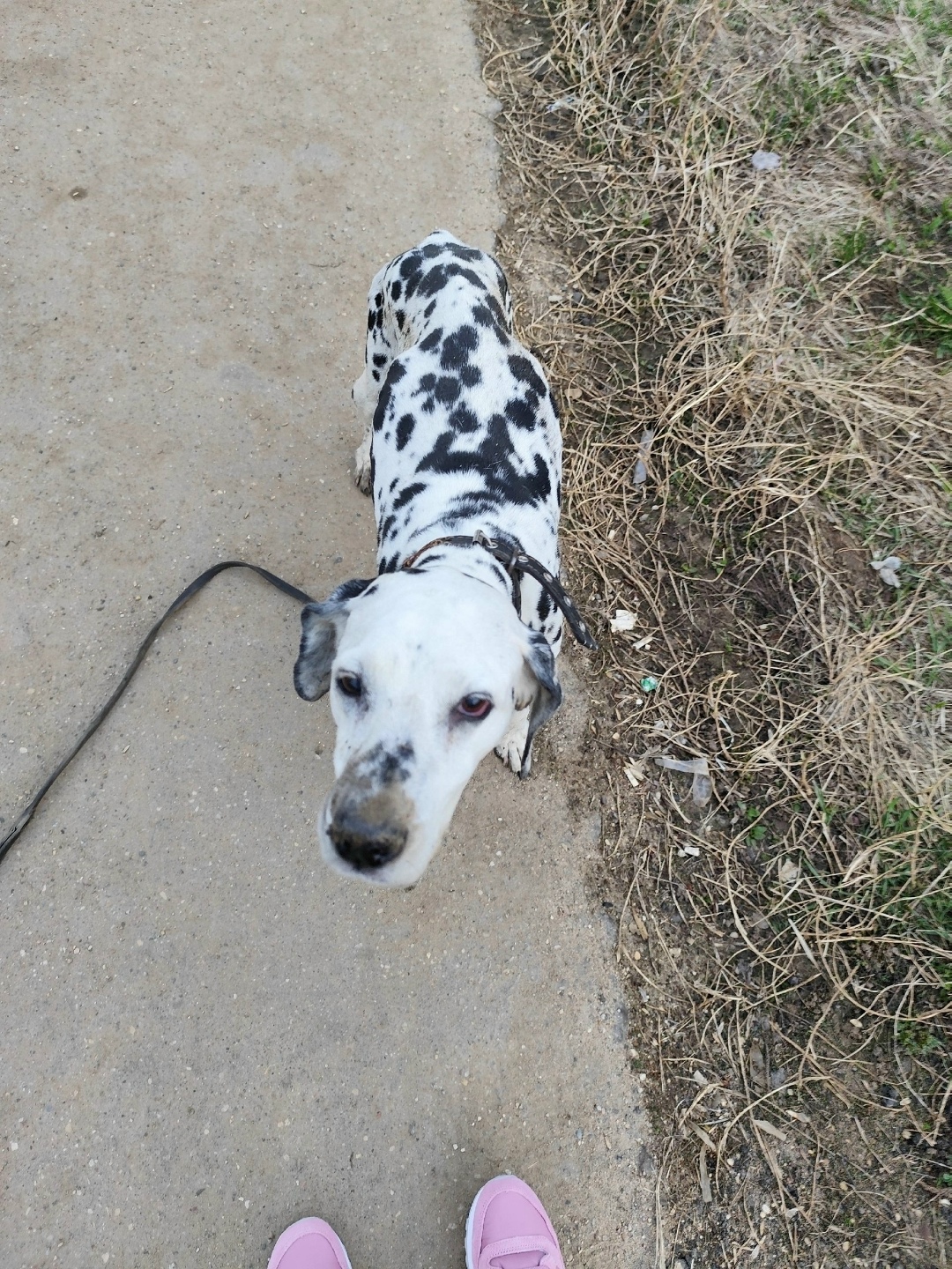 Найдена собака в Дмитрове — фото объявления