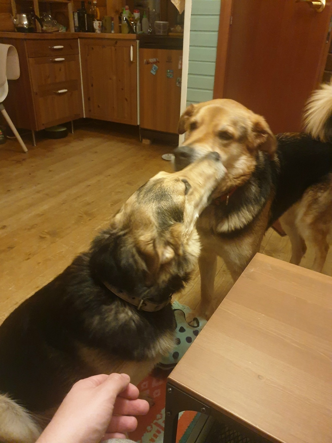 Пропала собака в Дмитрове — фото объявления