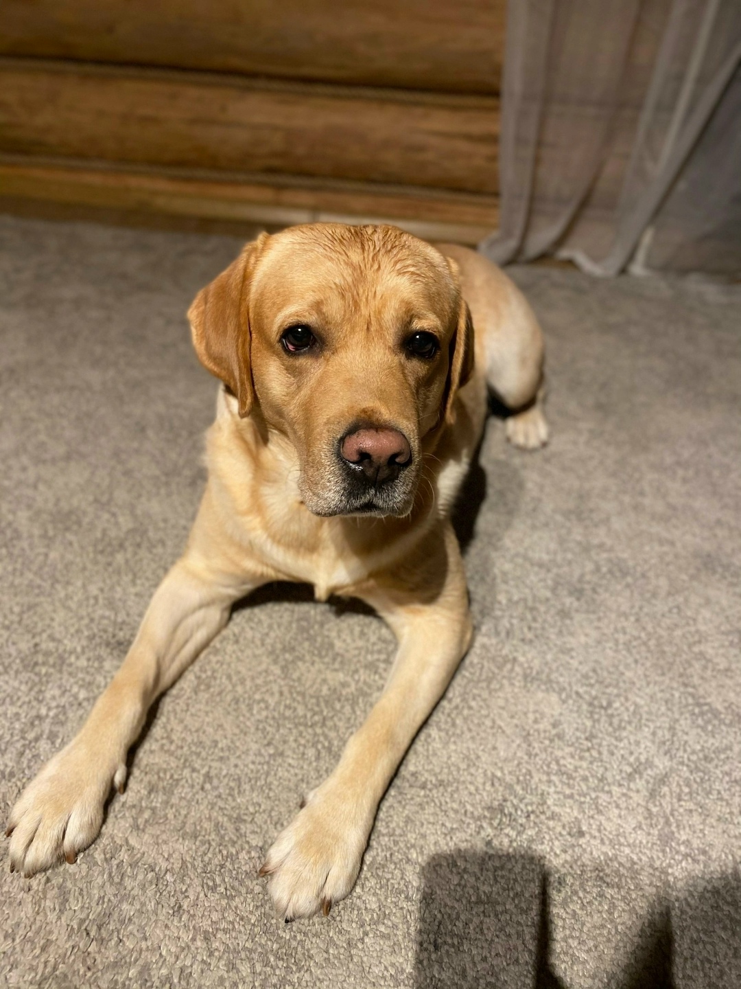 Пропала собака в Дмитрове — фото объявления