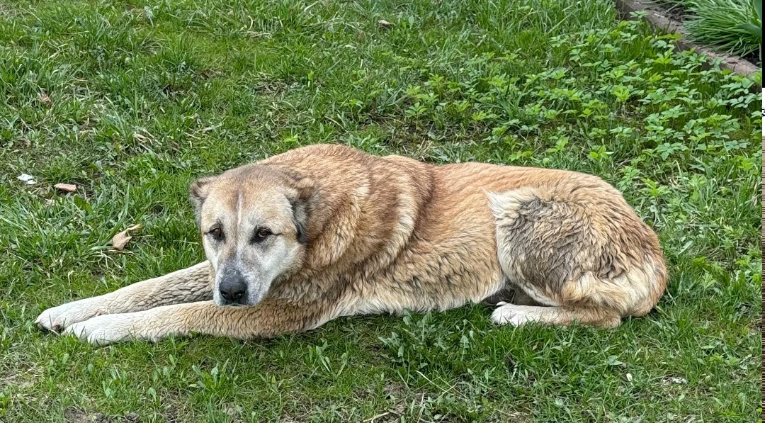 Пропала собака в Дмитрове — фото объявления
