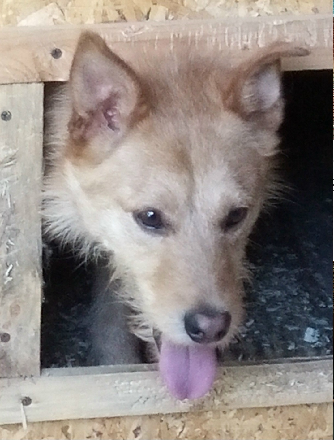 Пропала собака в Дмитрове — фото объявления