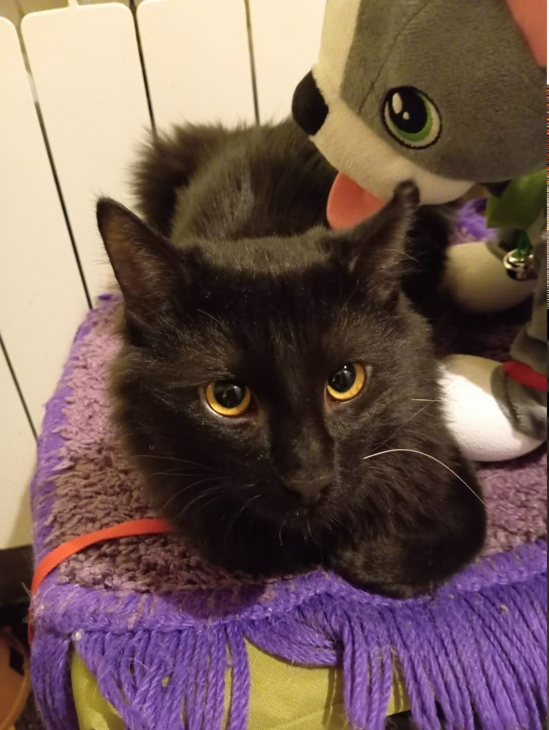 Пропала кошка в Дмитрове — фото объявления