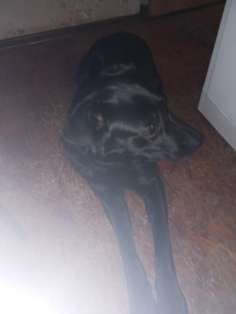 Найдена собака в Дмитрове — фото объявления