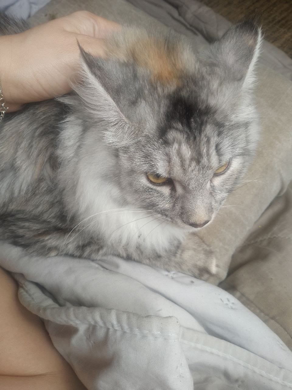 Найдена кошка в Дмитрове — фото объявления