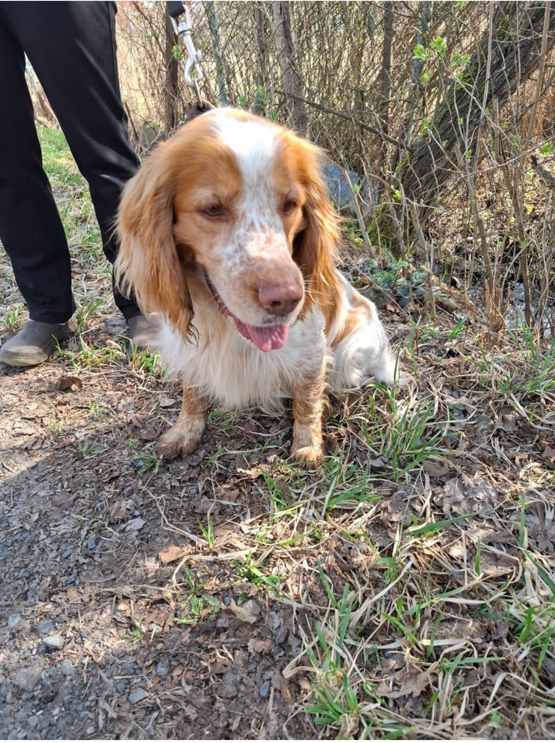 Найдена собака в Дмитрове — фото объявления