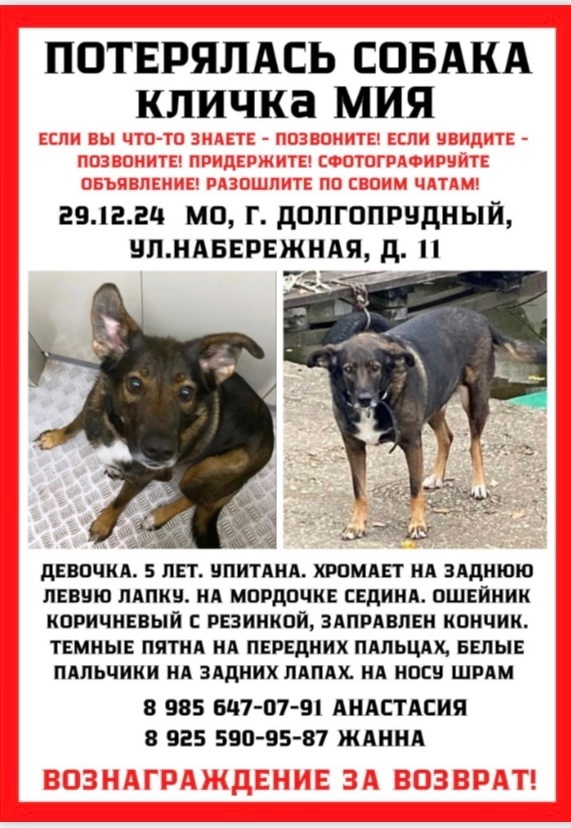 Пропала собака в Дмитрове — фото объявления