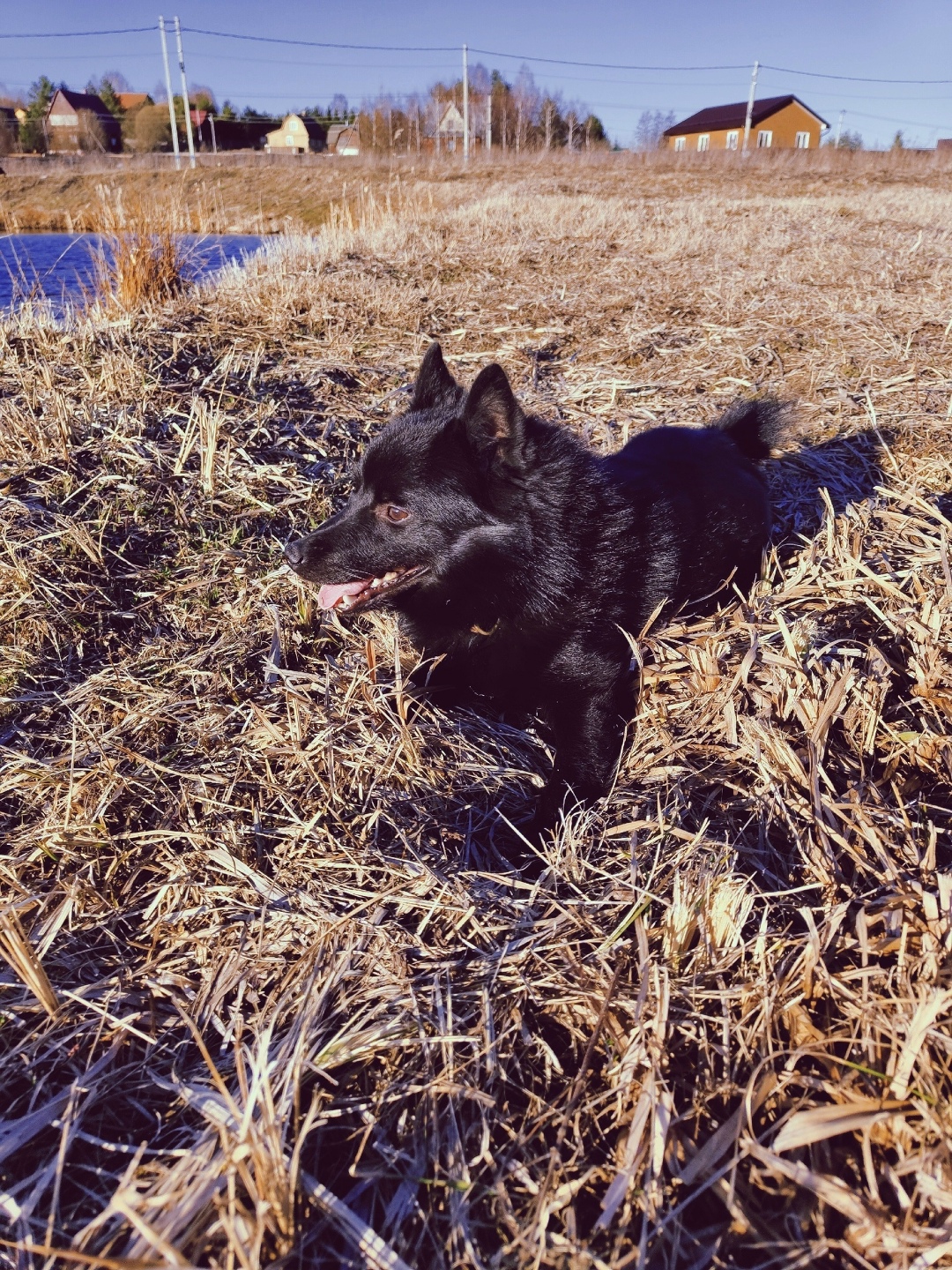 Пропала собака в Дмитрове — фото объявления