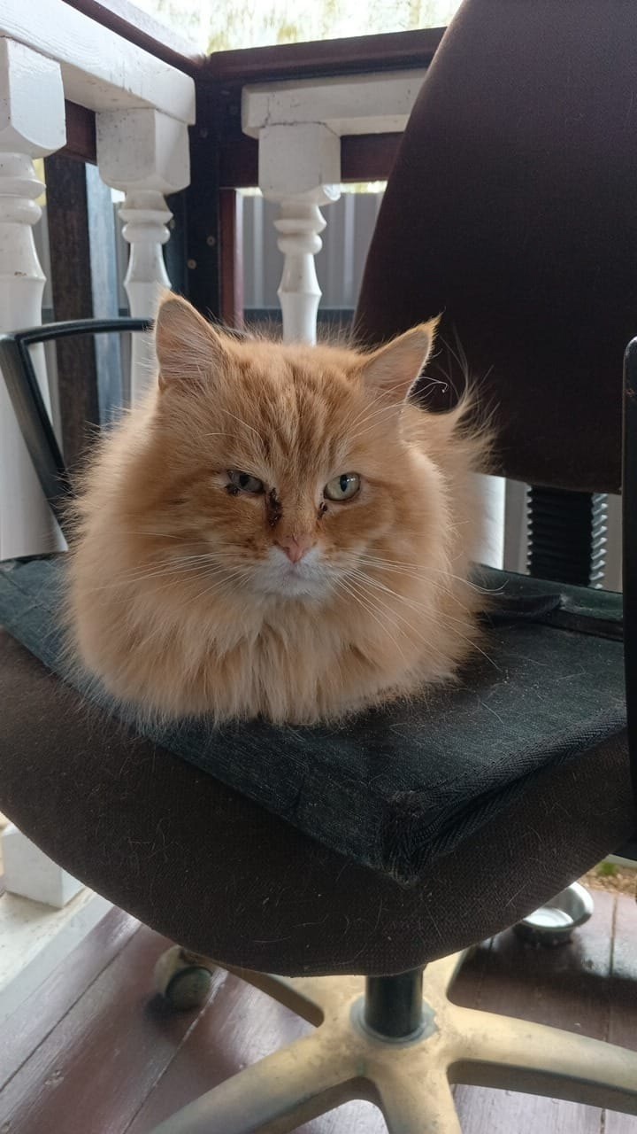 Пропала кошка в Дмитрове — фото объявления