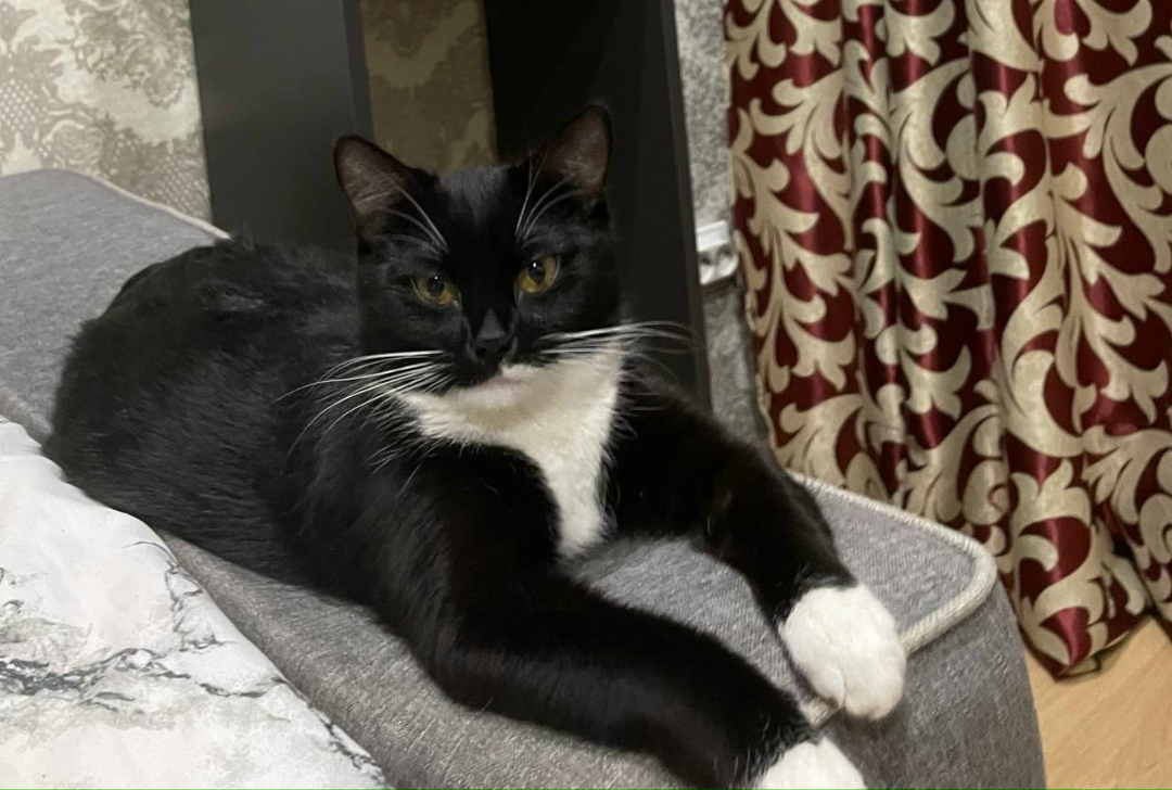 Пропала кошка в Дмитрове — фото объявления