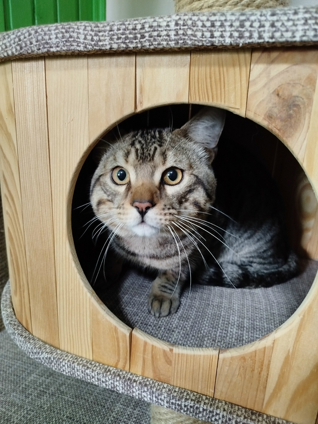 Найдена кошка в Дмитрове — фото объявления