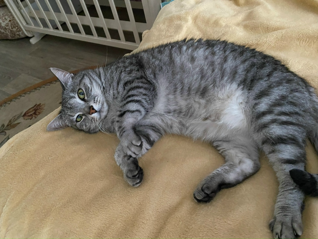 Пропала кошка в Дмитрове — фото объявления