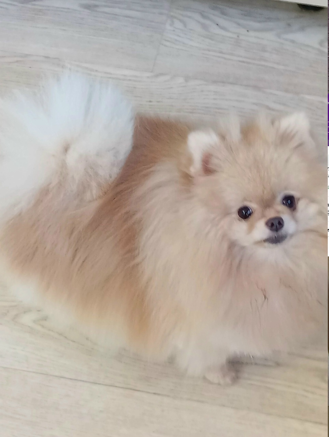 Пропала собака в Дмитрове — фото объявления