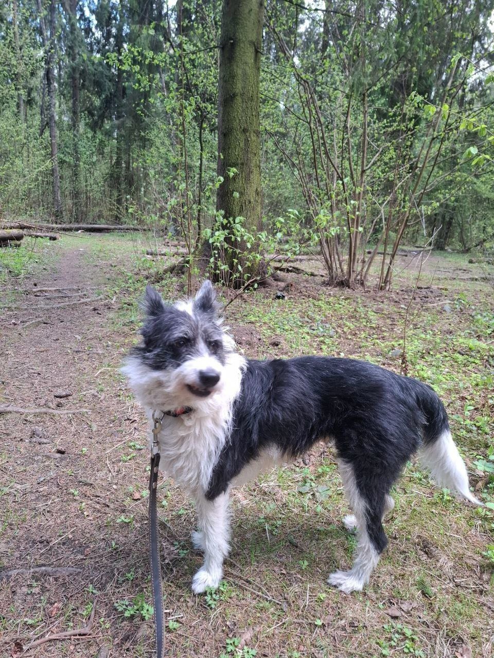 Найдена собака в Дмитрове — фото объявления