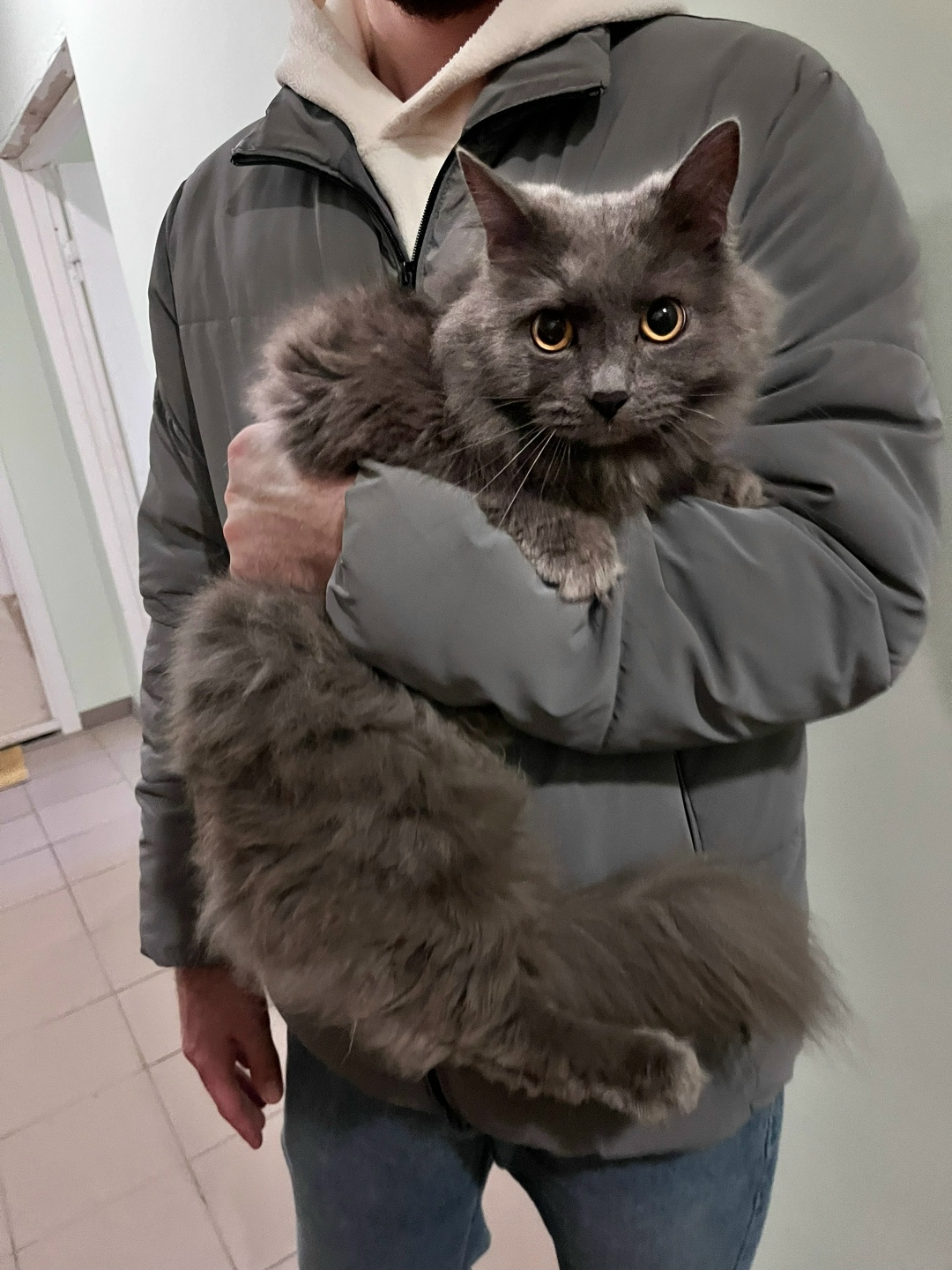 Найдена кошка в Дмитрове — фото объявления