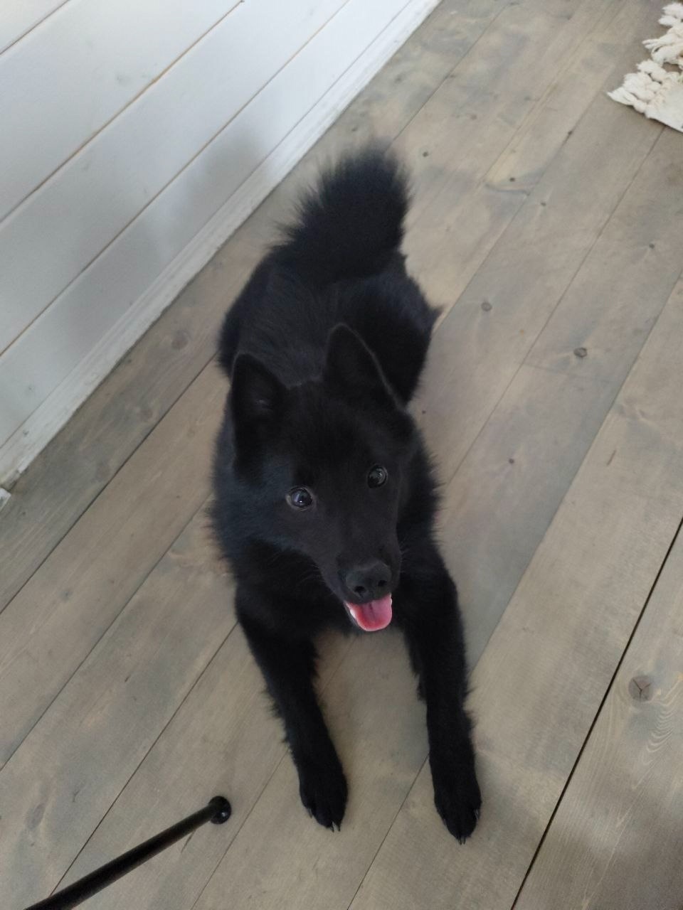 Пропала собака в Дмитрове — фото объявления