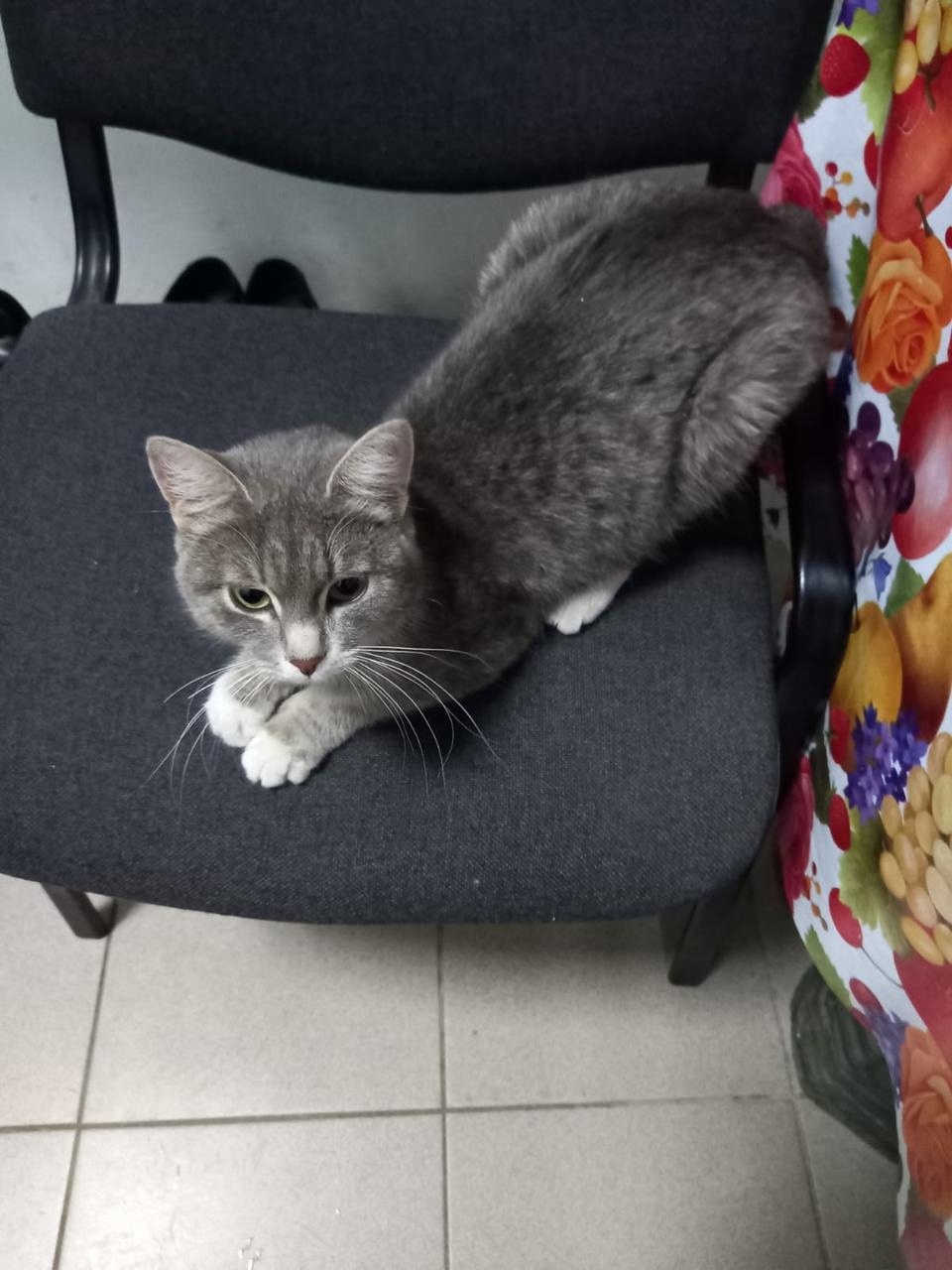Найдена кошка в Дмитрове — фото объявления