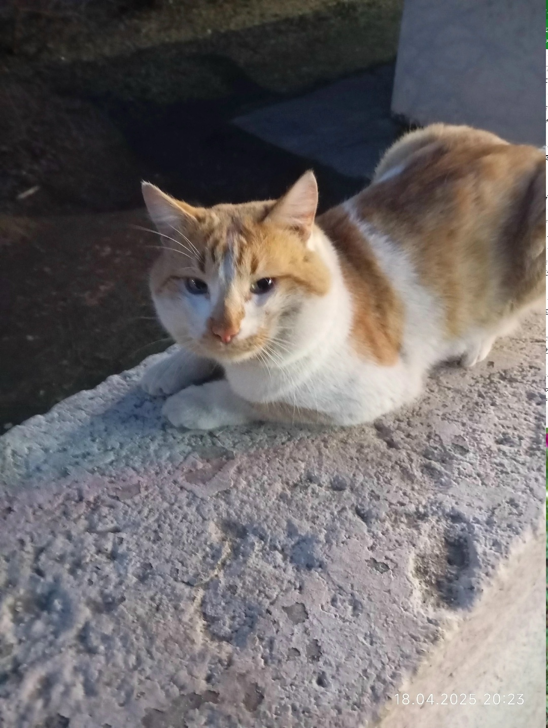 Пропала кошка в Дмитрове — фото объявления