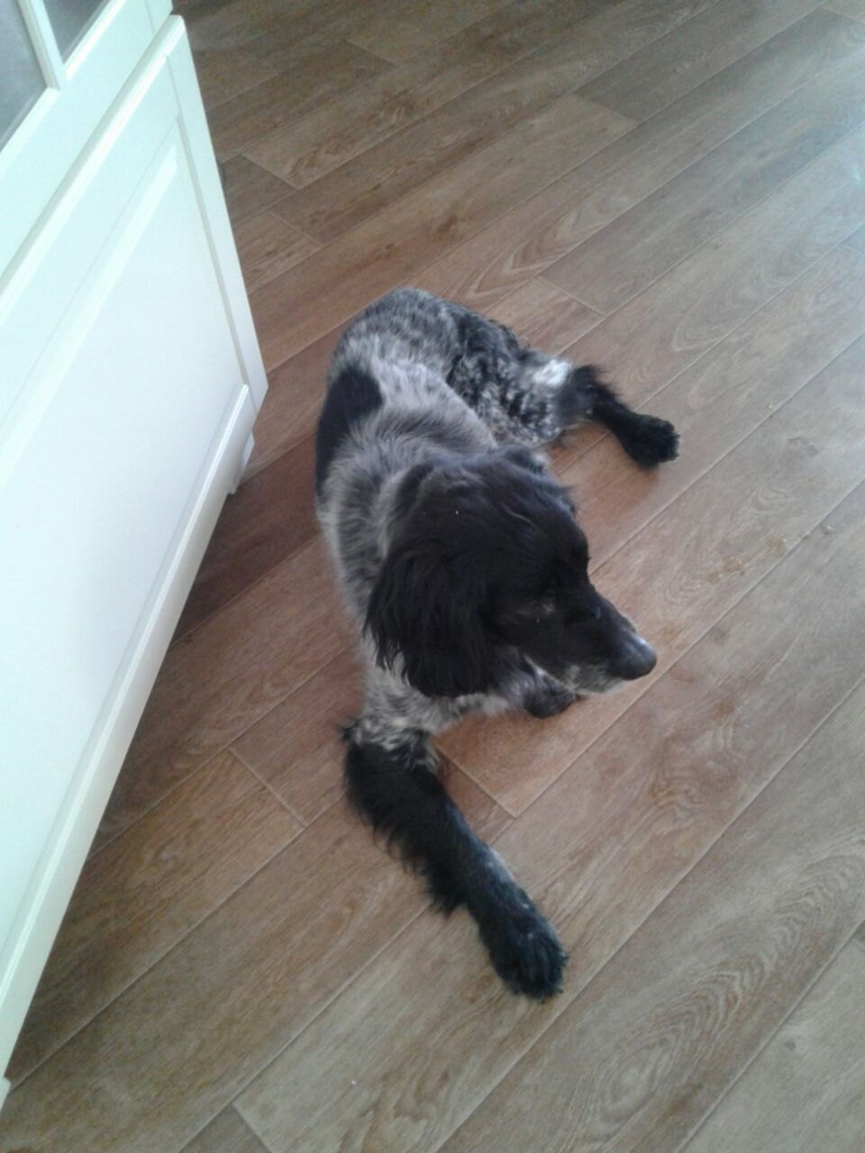 Найдена собака в Дмитрове — фото объявления