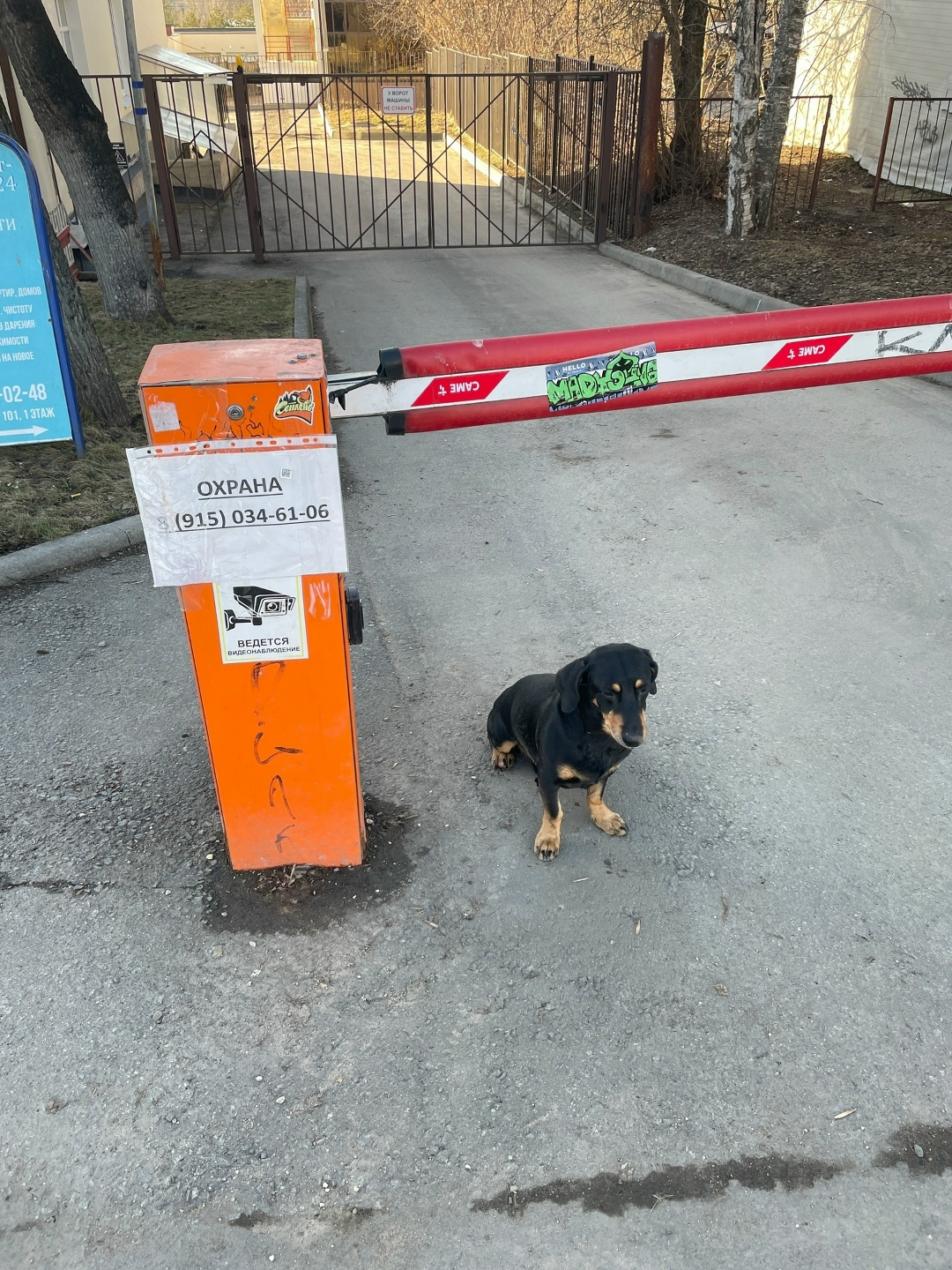 Пропала собака в Дмитрове — фото объявления