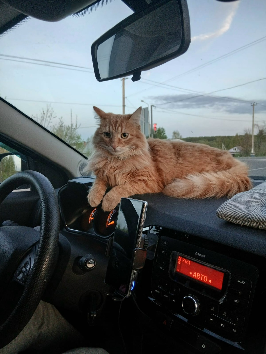 Пропала собака в Дмитрове — фото объявления