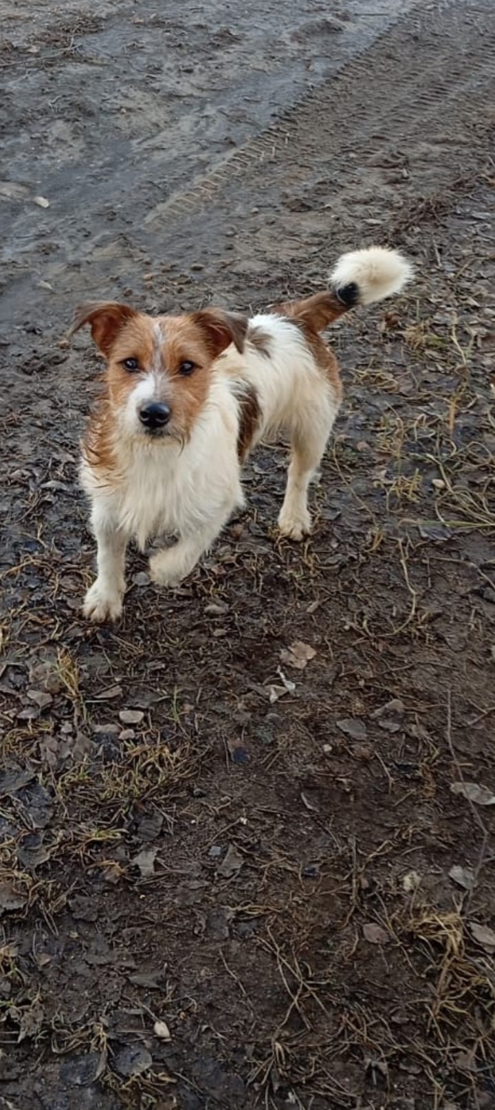 Найдена собака в Дмитрове — фото объявления
