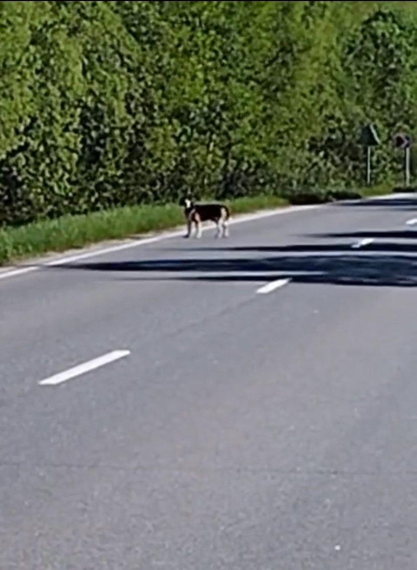 Пропала собака в Дмитрове — фото объявления