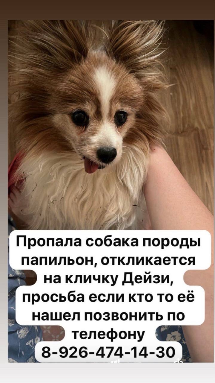 Пропала собака в Дмитрове — фото объявления
