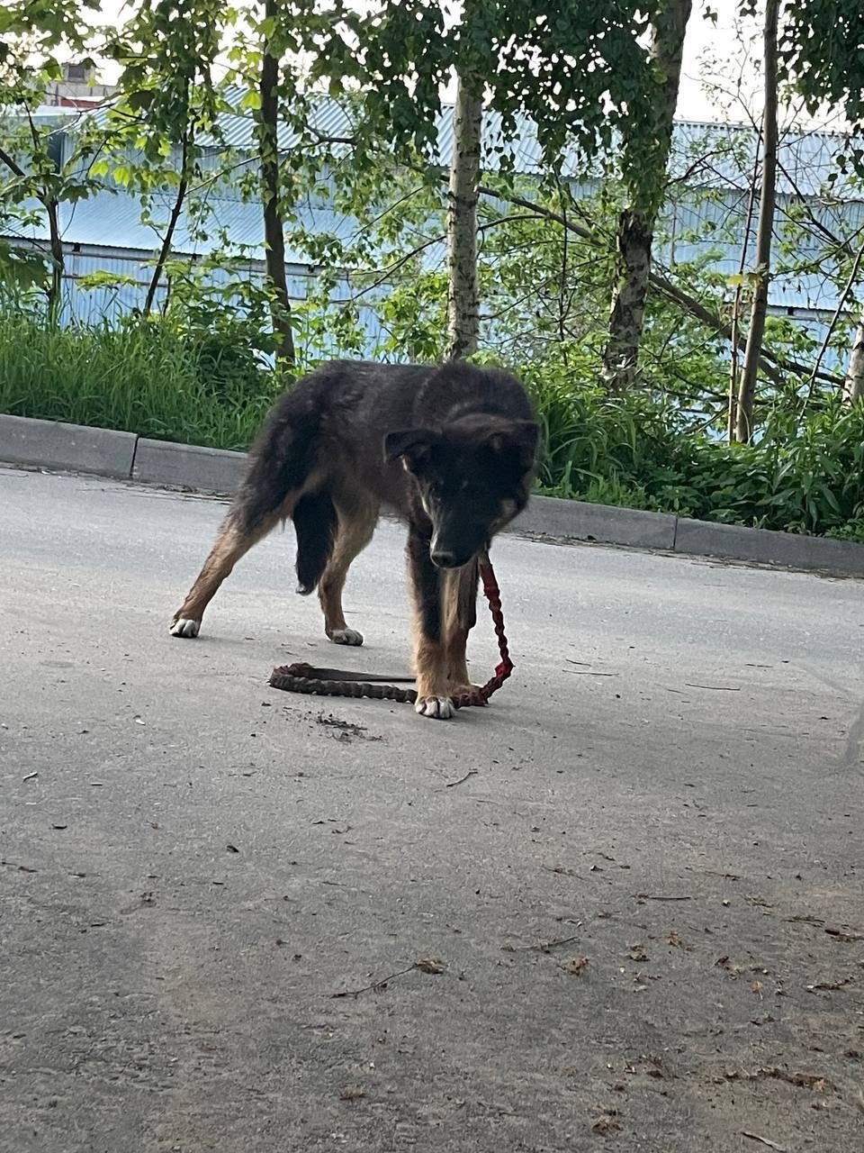 Найдена собака в Дмитрове — фото объявления