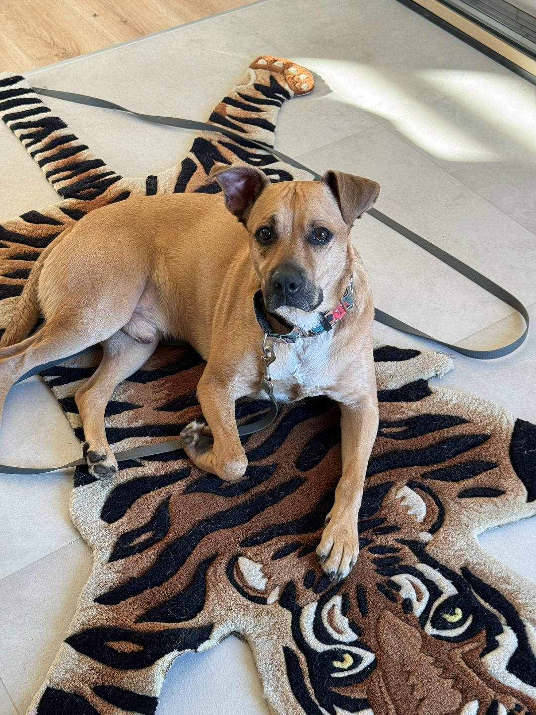 Найдена собака в Дмитрове — фото объявления