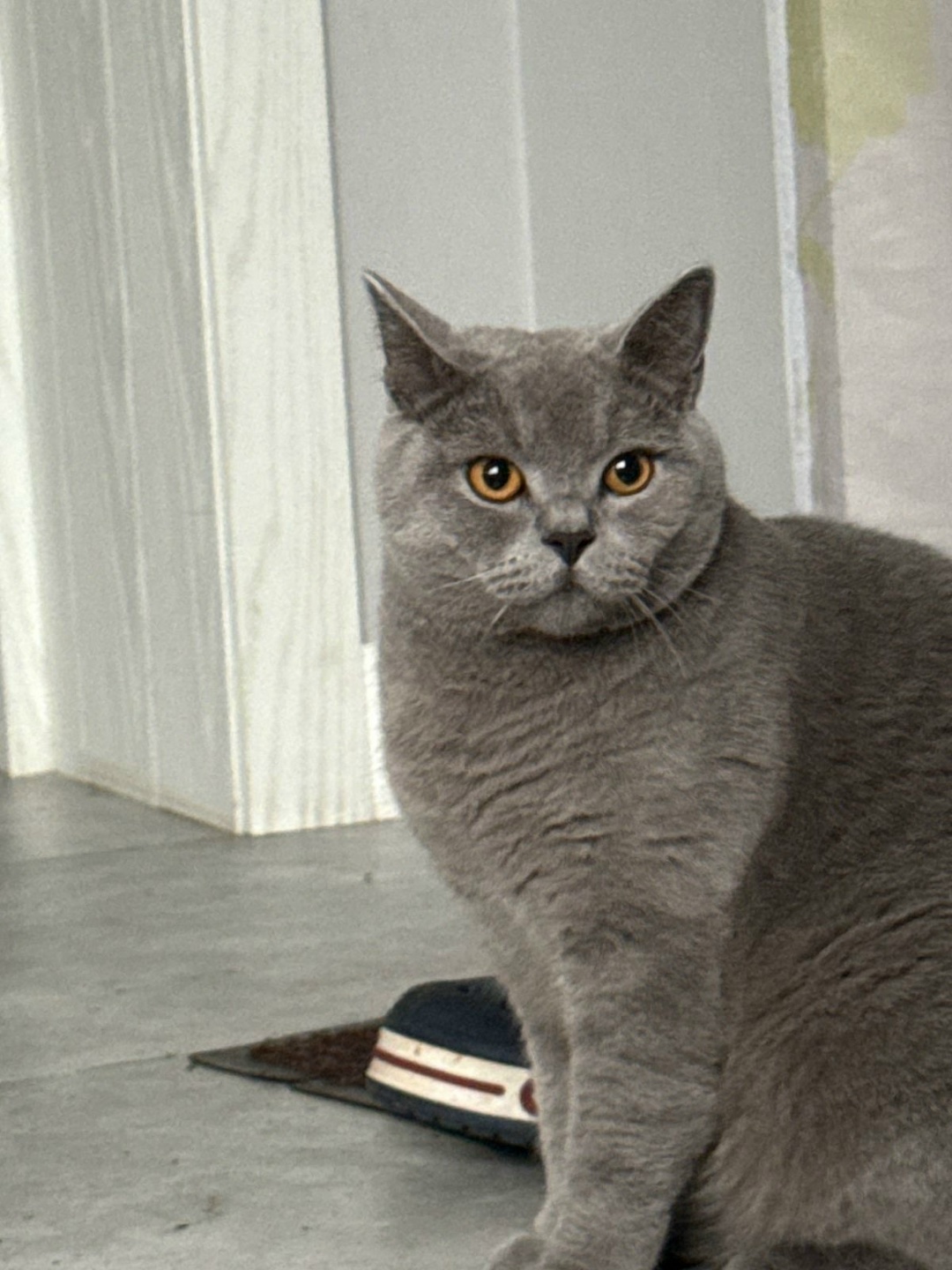 Пропала кошка в Дмитрове — фото объявления