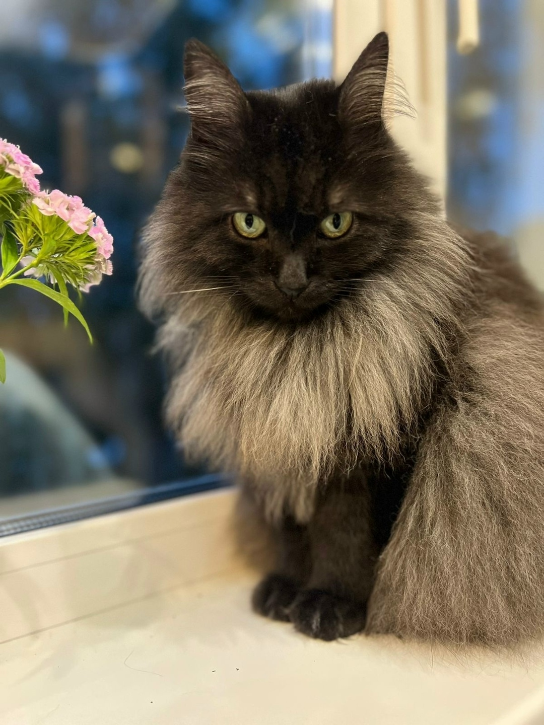 Пропала кошка в Дмитрове — фото объявления