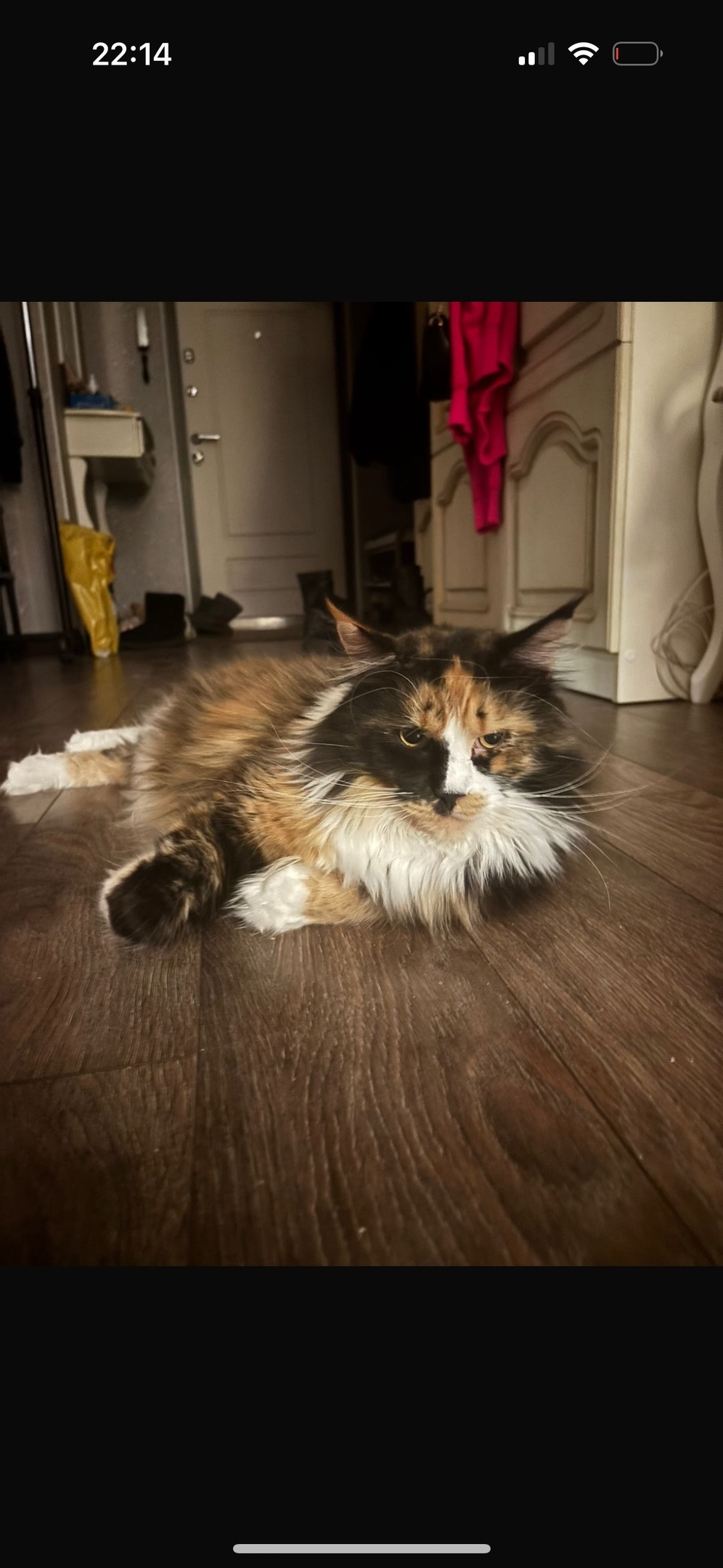 Пропала кошка в Дмитрове — фото объявления