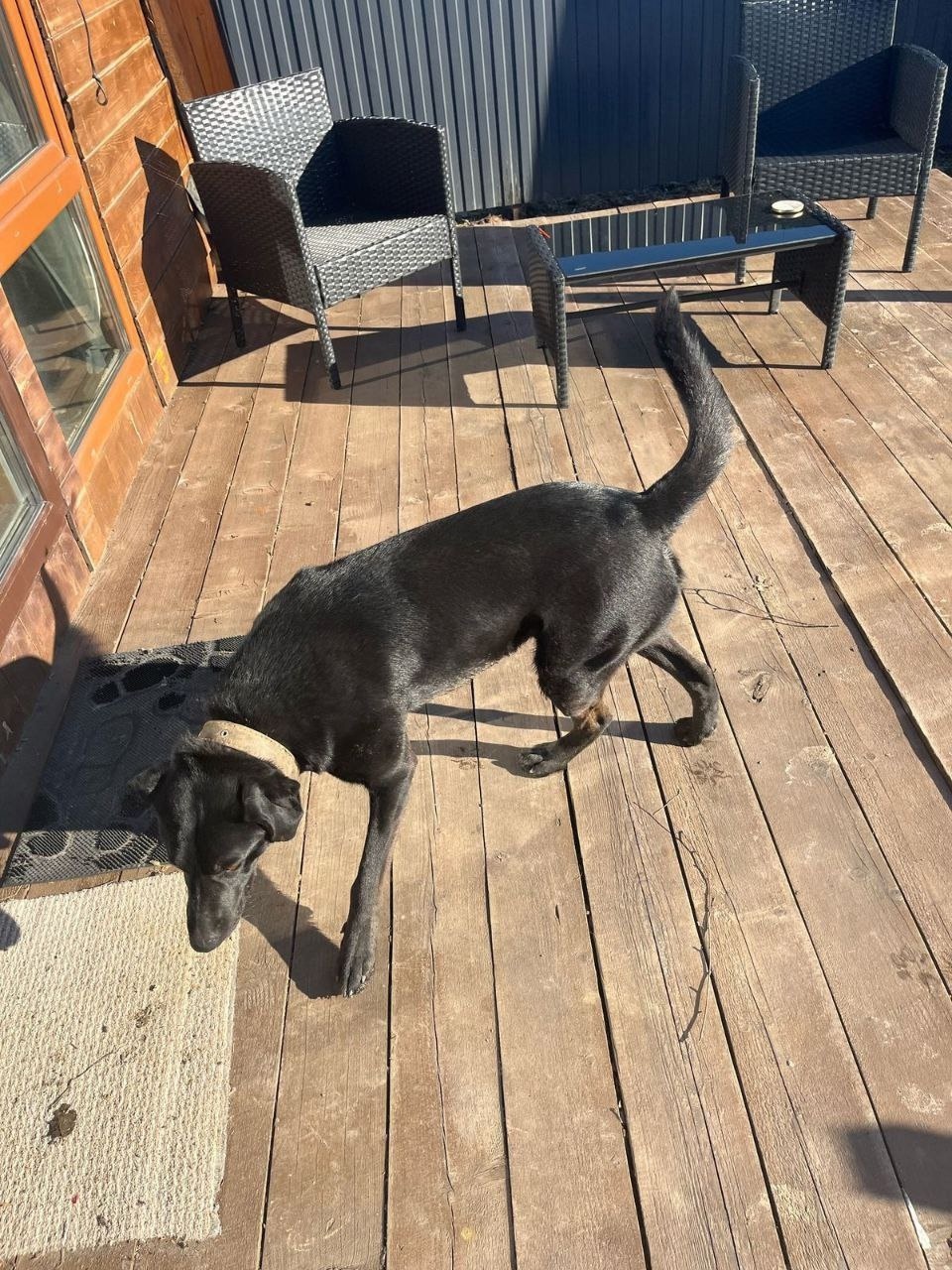 Найдена собака в Дмитрове — фото объявления