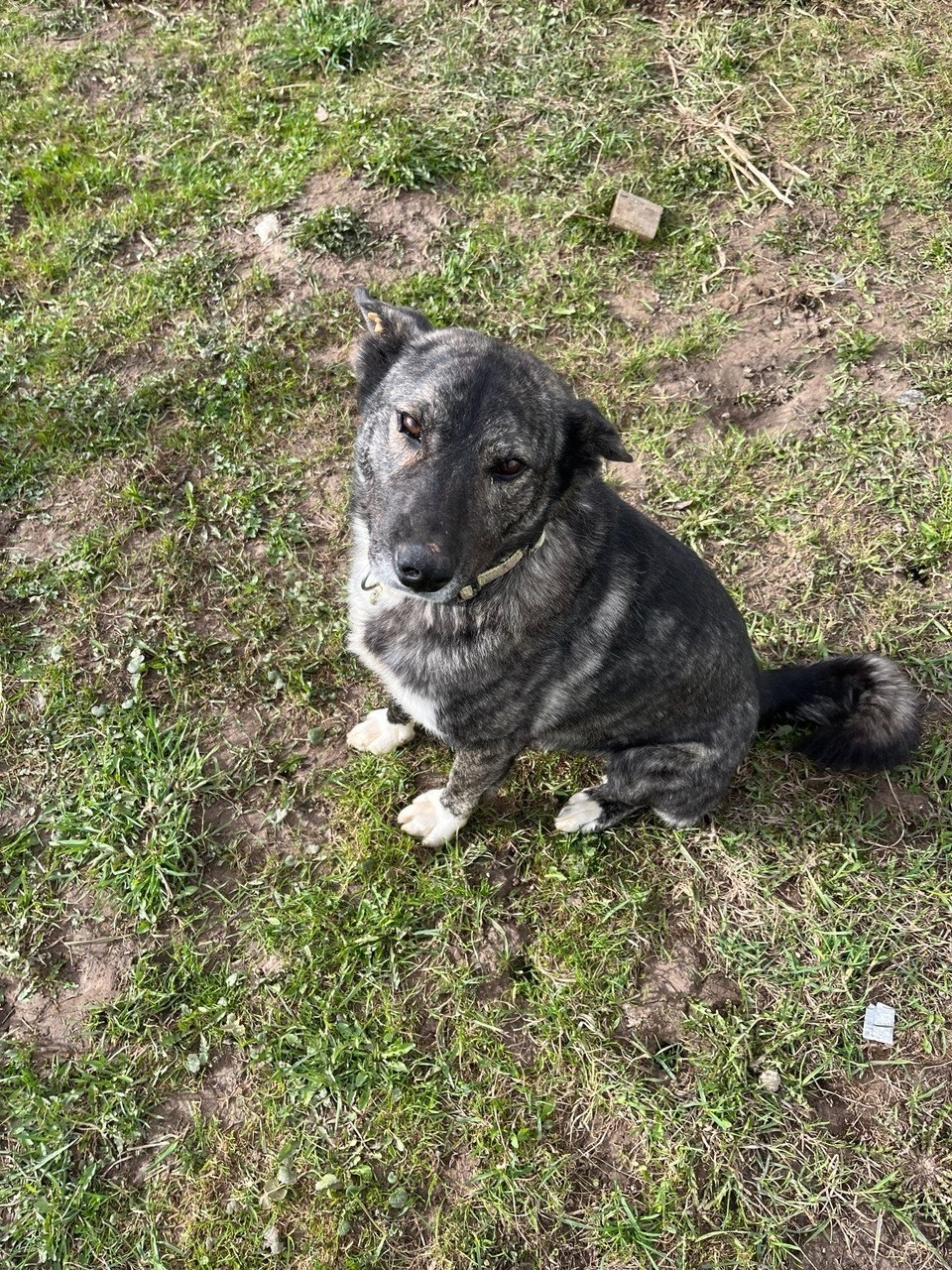 Пропала собака в Дмитрове — фото объявления