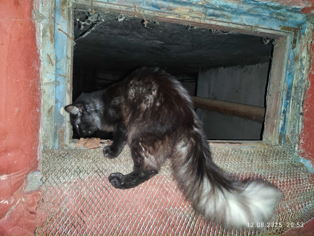 Пропала кошка в Дмитрове — фото объявления