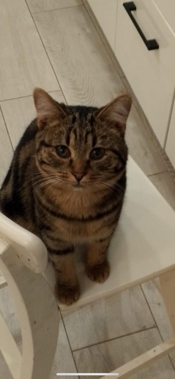 Пропала кошка в Дмитрове — фото объявления