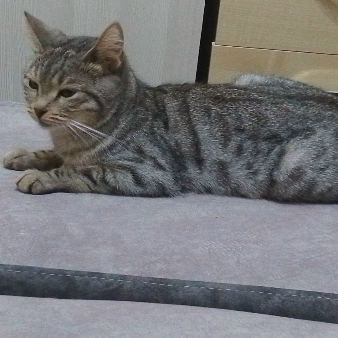 Пропала кошка в Дмитрове — фото объявления