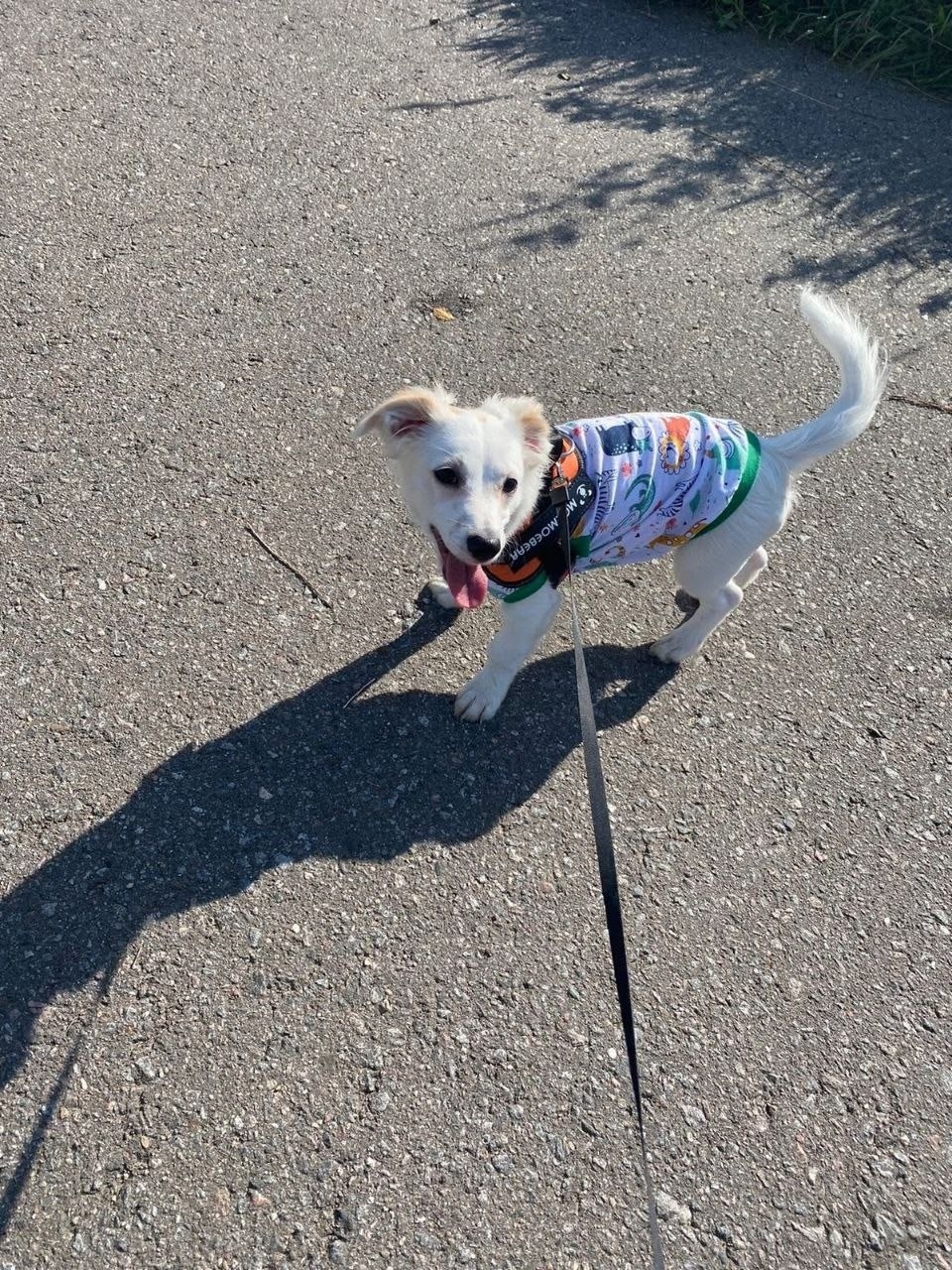 Пропала собака в Дмитрове — фото объявления