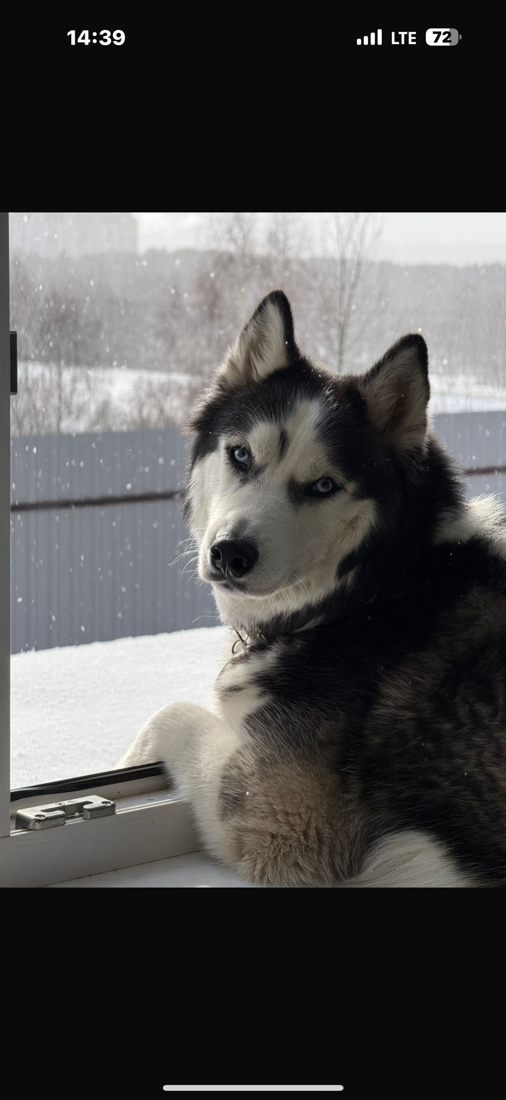 Пропала собака в Дмитрове — фото объявления