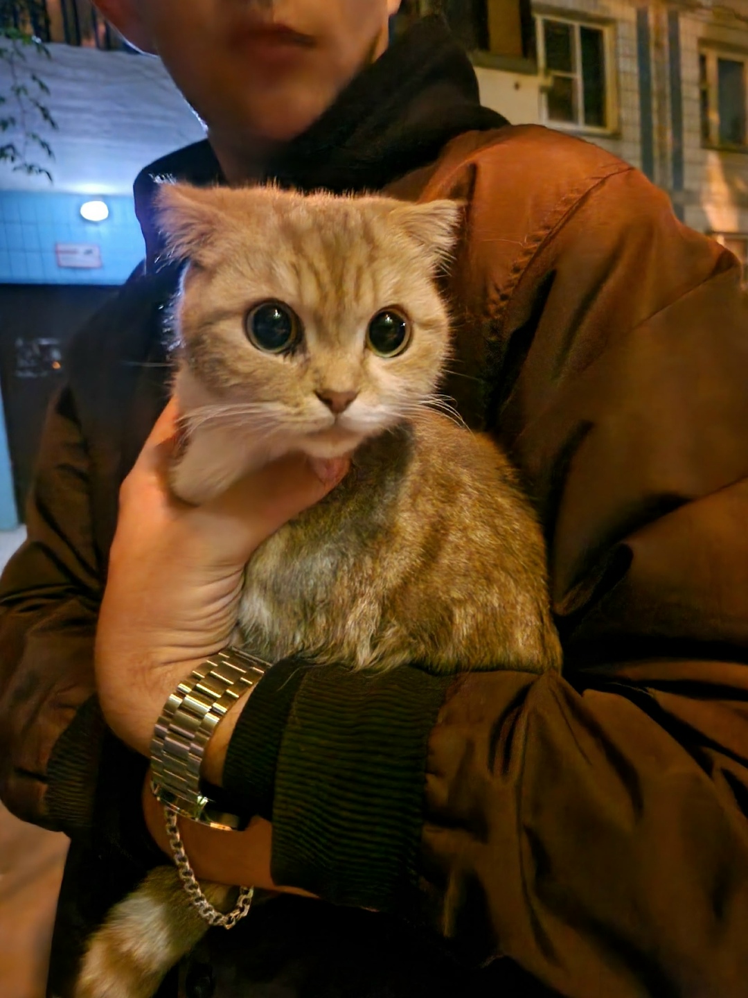 Найдена кошка в Дмитрове — фото объявления