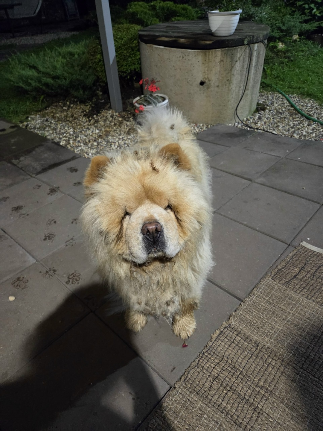 Найдена собака в Дмитрове — фото объявления