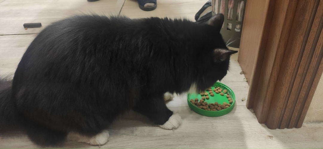 Найдена кошка в Дмитрове — фото объявления