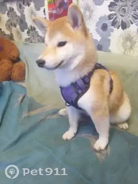 Найдена собака в Дмитрове — фото объявления