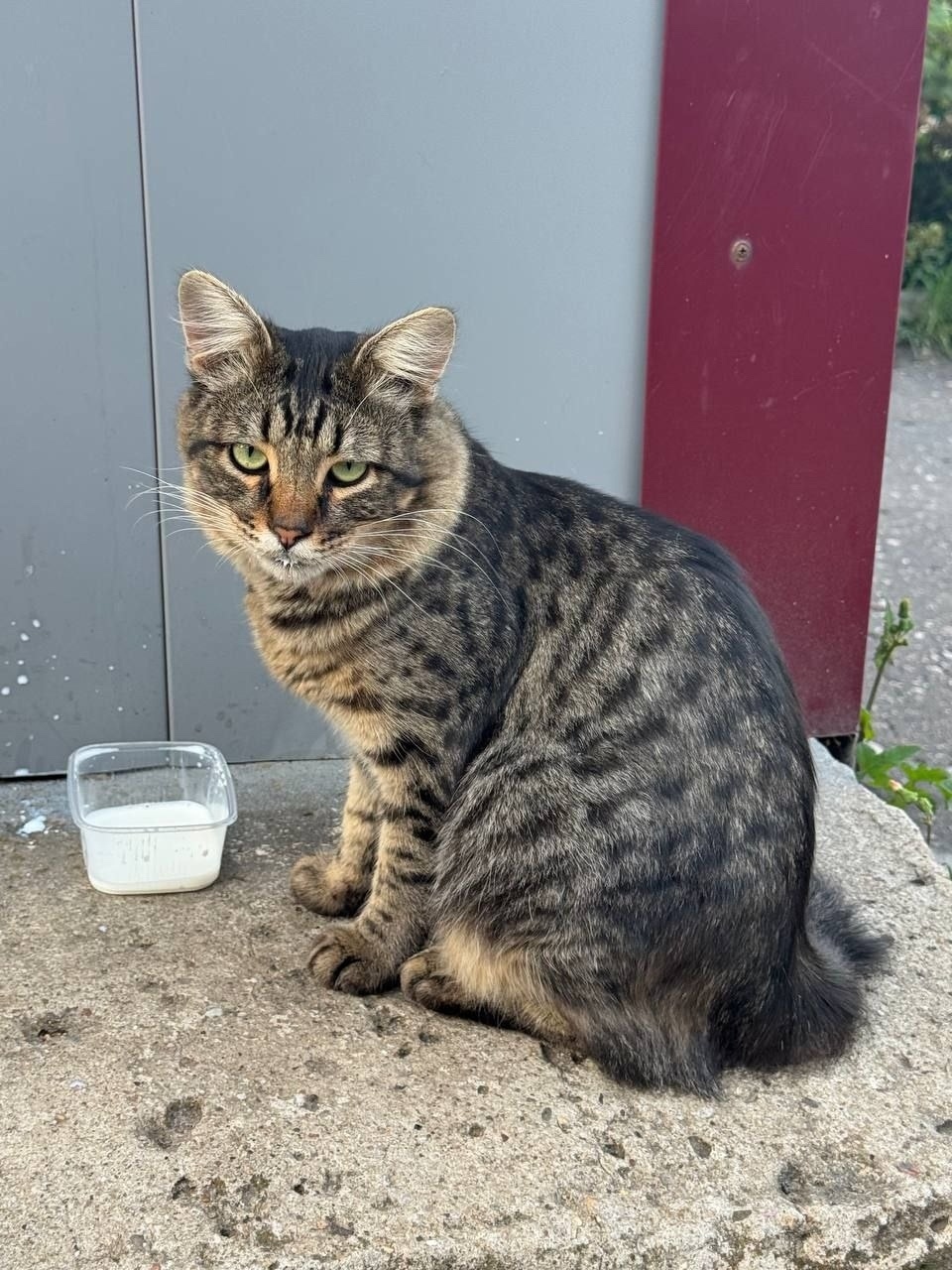 Пропала кошка в Дмитрове — фото объявления
