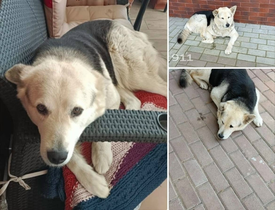 Найдена собака в Дмитрове — фото объявления