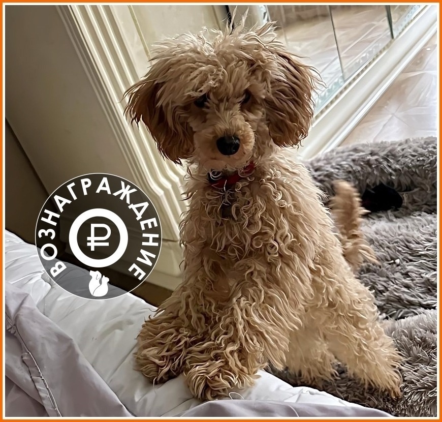 Пропала собака в Дмитрове — фото объявления