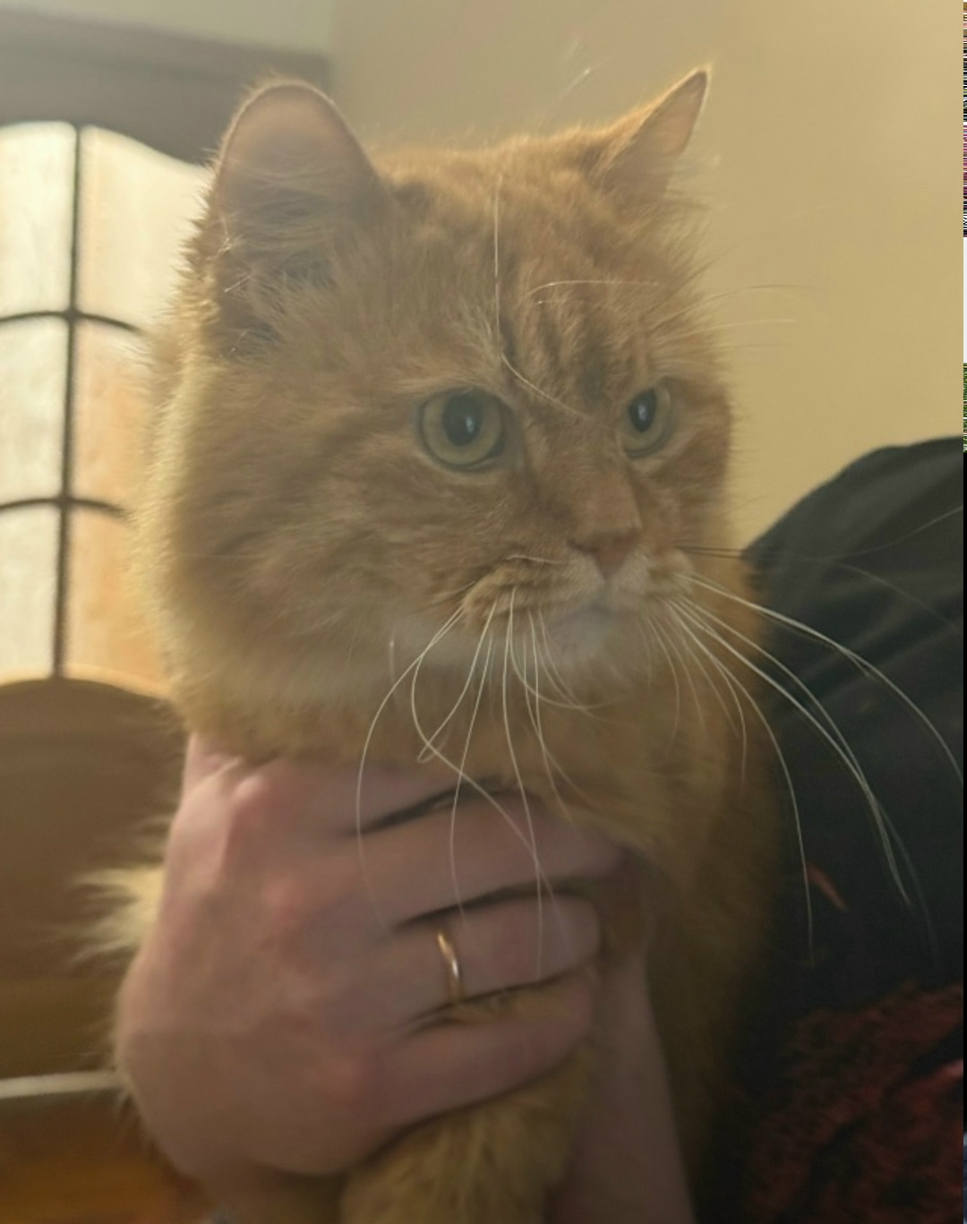 Пропала кошка в Дмитрове — фото объявления