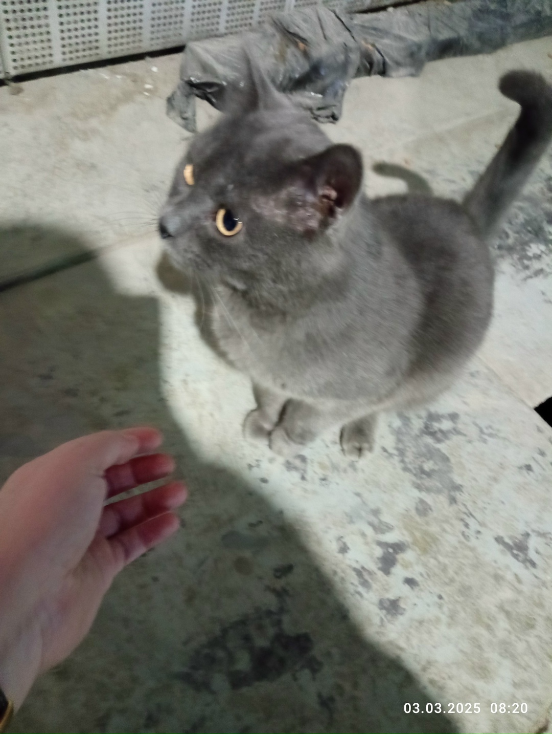 Пропала кошка в Дмитрове — фото объявления